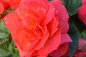 Ball Colegrave Open Gardens