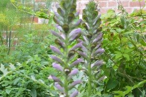 Painswick Rococo Gardens