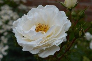 Painswick Rococo Gardens