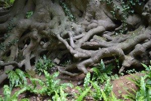 Painswick Rococo Gardens