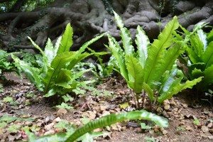 Painswick Rococo Gardens