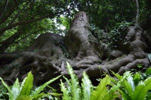 Painswick Rococo Gardens