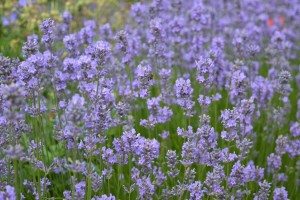 Painswick Rococo Gardens