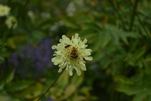Painswick Rococo Gardens