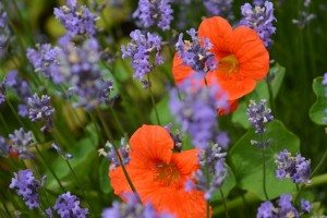 Painswick Rococo Gardens