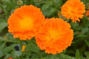 Painswick Rococo Gardens