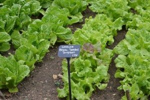 Painswick Rococo Gardens