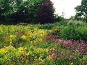 Ryton Organic Gardens