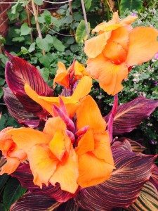 Ryton Organic Gardens