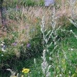 Ryton Organic Gardens