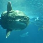 Oceanário de Lisboa