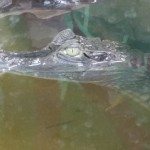 Crocodiles of the World