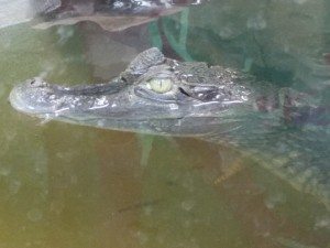 Crocodiles of the World