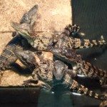 Crocodiles of the World