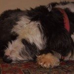 The Fox Great Barrington