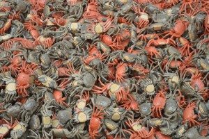 ai weiwei royal academy of arts review