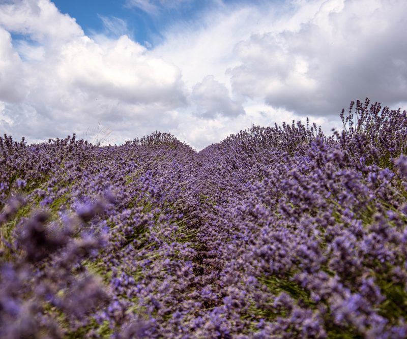 Cotswold Lavender