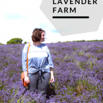 Cotswold Lavender Farm at Snowshill Manor