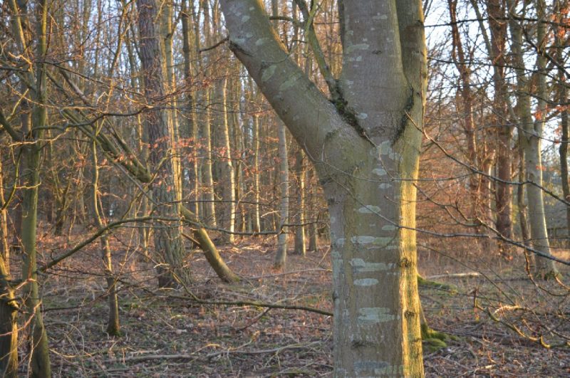 Hazelnut Cottage at Heath Farm