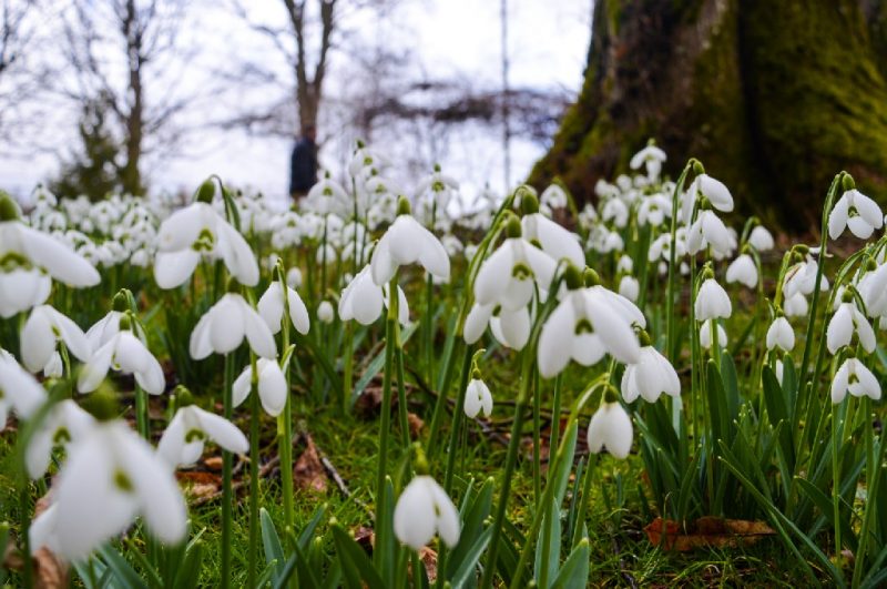 Snowdrops at Colesbourne Park