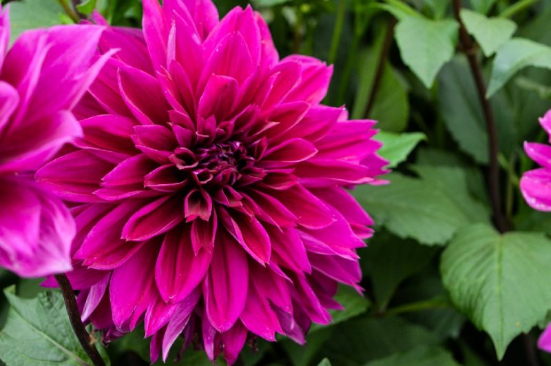 A first timer's guide to RHS Hampton Court Palace Flower Show